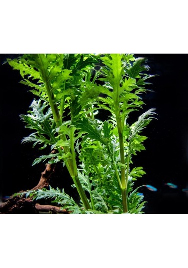 Hygrophila Difformis Çınar 4 Kök 1 Saksı 8-10 Cm