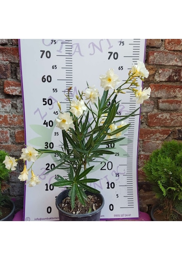 Zakkum Çiçeği Nerium Oleander - Renkli Ve Dayanıklı Çiçekli Bitki