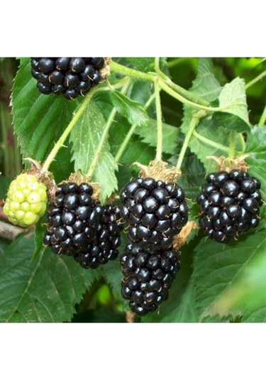 Tüplü Verimli Mayhoş Aromatik Brazos Böğürtlen Fidanı