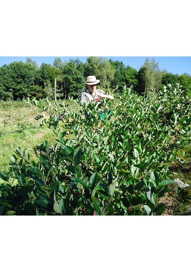 Aronya Fidanı 2 Adet 2 Yaş