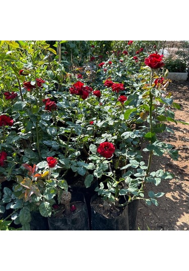 Tüplü Ve Aşılı Kırmızı Gül Fidanı Kökü 3 Yaş