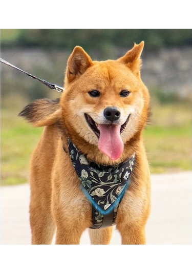 Honeybeeshop L Harness Ayarlanabilir Köpek Tasması Tasma Bandana Yaka Küçük Büyük Irklar İçin Nefes Alabilir Yumuşak Yürüyüş Ekipmanı Altın