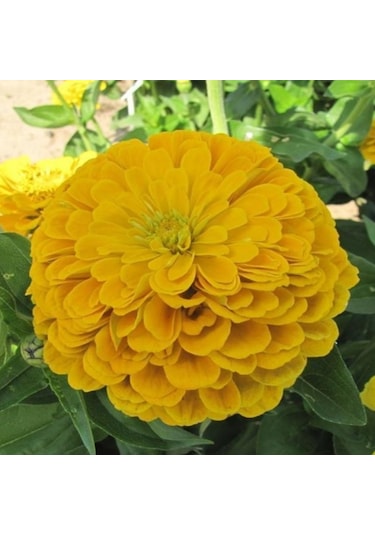 Super Yoga Elegans Golden Yellow Zinya Çiçeği Tohumu 40 Tohum