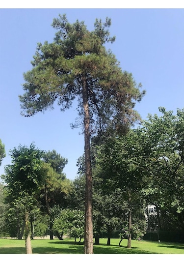 Fidan Kızıl Çam Fidanı 80 -100 Cm Boy 1 Adet