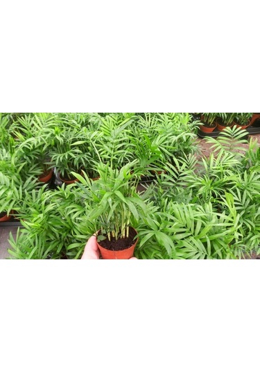 Areka Palmiyesi 20-25 Cm