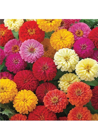Zinna Çiçeği Tohumu 30 Adet Zinnia Do Cinnamon Seed N11638