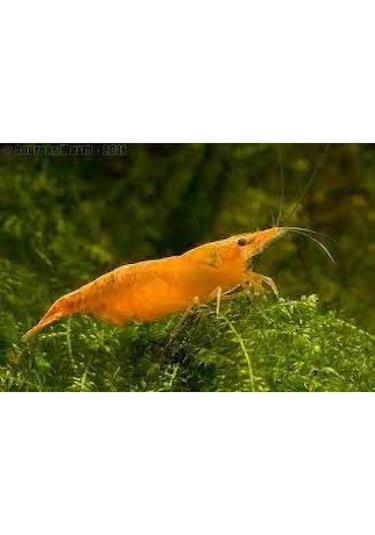 Turuncu Sakura Karides 5 Adet 1-2 Cm