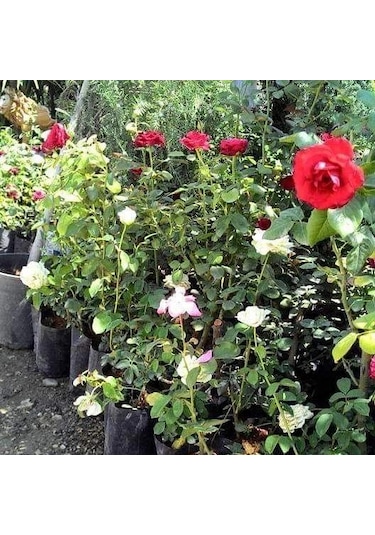 Tüplü Aşılı Little Turuncu Sunset Aşılı Yediveren Gül Fidanı