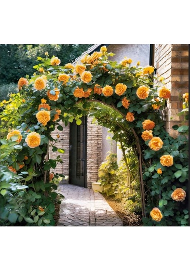 Tüplü Yediveren Kokulu Kayısı Renk Aloha Rose Sarmaşık Gül Fidan