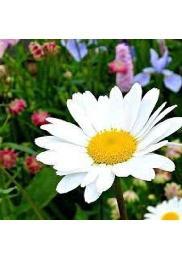 250 Adet Tohum Yayılıcı Kır Papatyası Çiçeği Tohumu Saksı Toprak