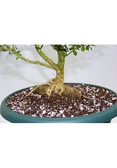BONSAİ BUXUS - 7 YAŞINDA HEDİYELİK BONSAİ