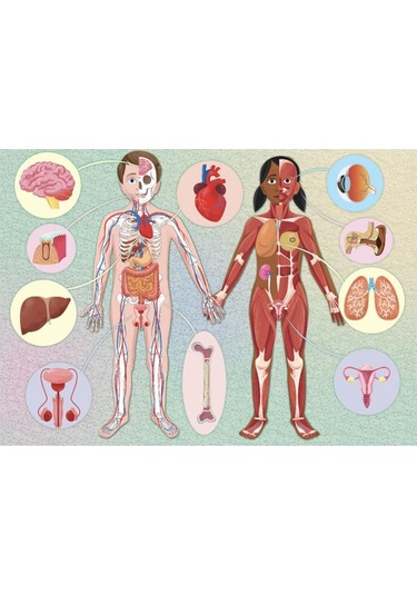 Human Body - The Ultimate Atlas Canlı Renkler