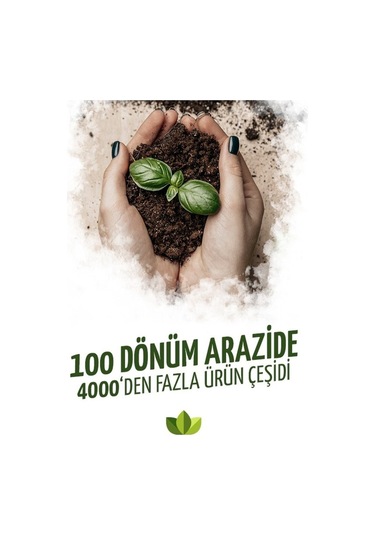 Tayfi Üzüm Fidanı 2 Yaş 40 Cm 60 Cm Bol Verimli