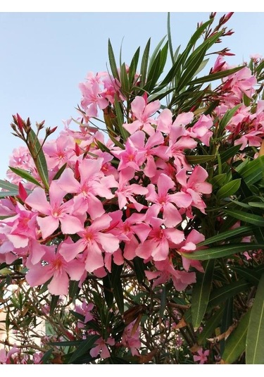 Gösterişli Ve Uzun Ömürlü Zakkum Fidanı Pembe 2 Yaşında