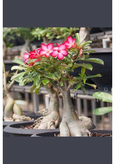 Çöl Gülü Adenium Obesum 8.5 Cm Kırmızı Saksıda Caudex Bonsai
