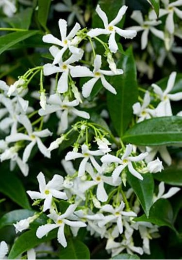 "beyaz Çiçekli Kokulu Arap Yasemini Fidanı - 1-2 Yaş Tüplü