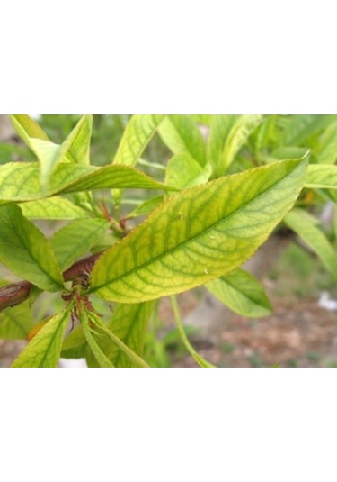 Demir Gübresi Fenomen (1 KG)(%26 Demir Içerikli)