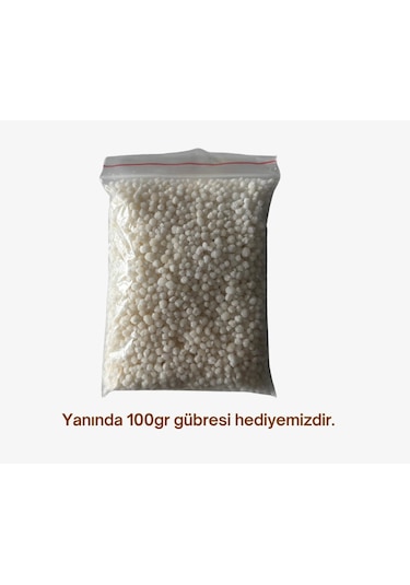 Crimson Sweet Karpuz Tohumu 10 Gr Ort: 200 Adet + 100gr Gübre