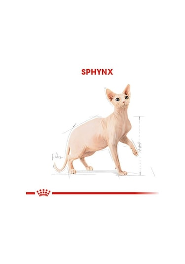 Royal Canin Adult Sphynx Yetişkin Kedi Maması 2 KG