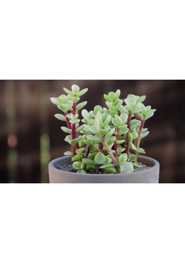 Portulacaria Afra Variegata - 20 Adet Sukulent - Teraryum Bi