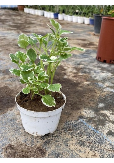 Kokulu Benjamin Çiçeği Mini Boy 1 Adet Saksılı 10-20 Cm