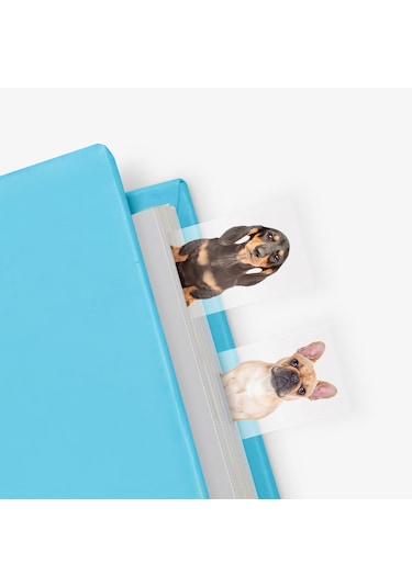 Mustard Dog İn a Book