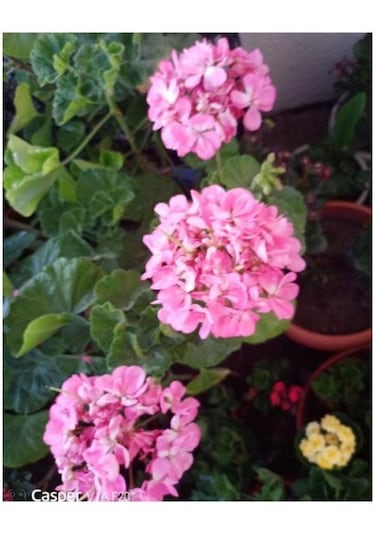 Pink Pembe Sardunya Çiçeği Fidesi 10-20 Cm