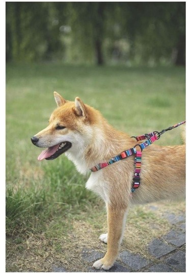 M-pets Urban Style Jazz Stripes Köpek Göğüs Tasması M Pembe