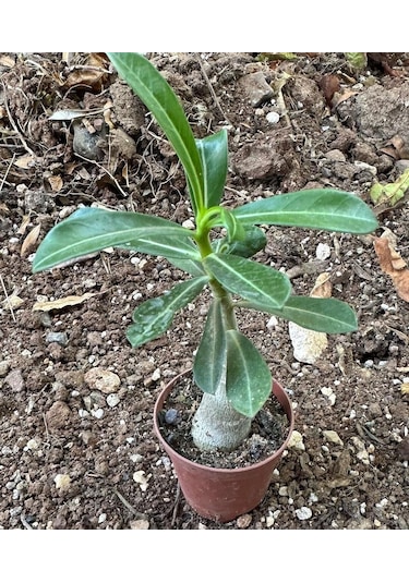 5.5 Luk Saksıda Kırmızı Adenium Çöl Gülü Çiçeği Fidanı 1
