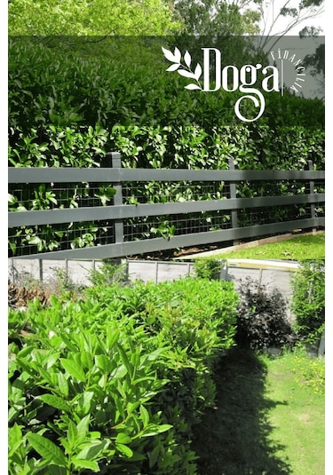 Kartopu Ağacı Fidanı Viburnum Lucidum