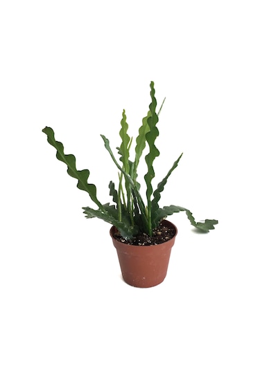 Epiphyllum Anguliger (Atlas Çiçeği) Ø8,5 CM Y15-20 CM