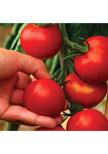 Expres Tohumculuk Sırık Domates Tohumu 30 Adet Tohum