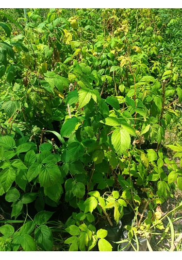 Yeşil Deniz Fidancılık Tüplü Ahududu Frambuaz Fidanı 50-100 Cm