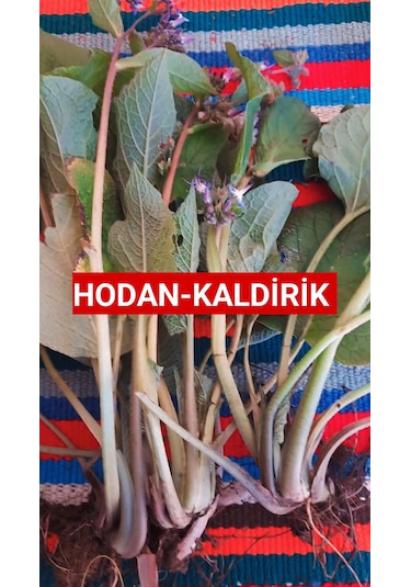 500 Gr Kaldirik - Hodan - Ispıt Otu