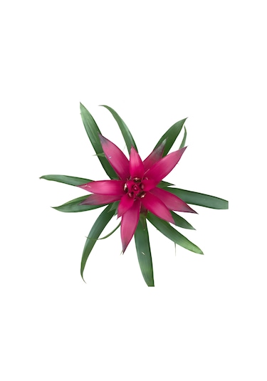 Guzmania Lingulata 'Purple' (Guzmanya) Ø12 CM Y35-340 CM