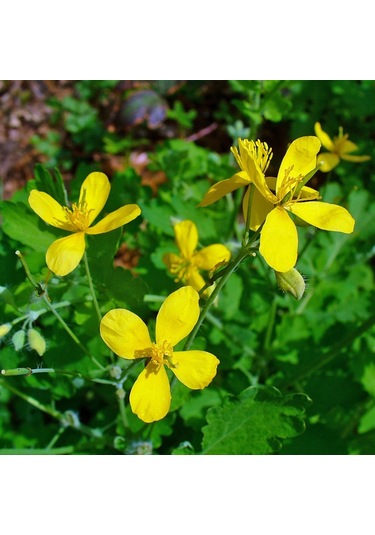 Tüplü Kırlangıç Otu Fidanı 10-20 Cm