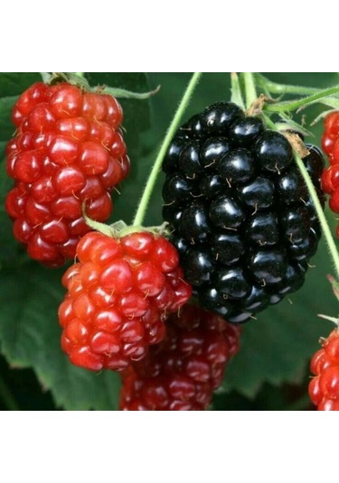 Tüplü İri Meyveli Bol Verimli Cebeci Dikensiz Böğürtlen Fidanı