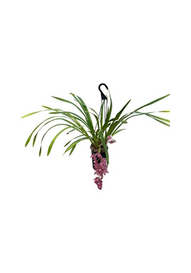 Cymbidium Cascade 'anisa' Simbidyum Orkide