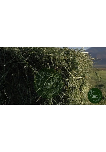 Poly Kemirgen Doğal Kuru Yonca Kemirgen Otu-tavşan-ginepig-hamster 2000 Gr