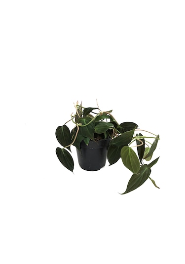 Philodendron Micans Ø12 CM Y25-30 CM