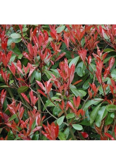 Tüplü Alev Çalısı Photinia Red Robin 30 40 Cm