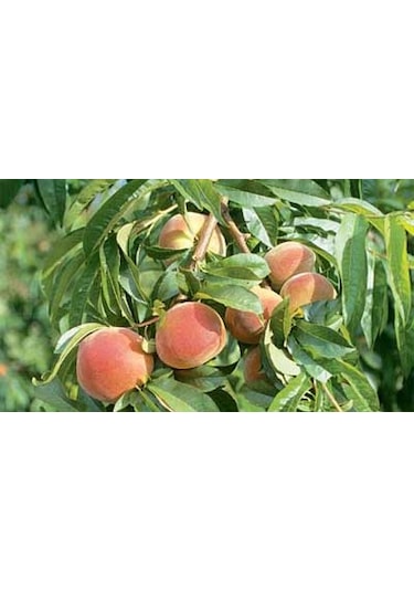 Fullmol 2.4 ( Humik Fulvik Asit ) Sıvı %100 Organik Gübre 20 KG