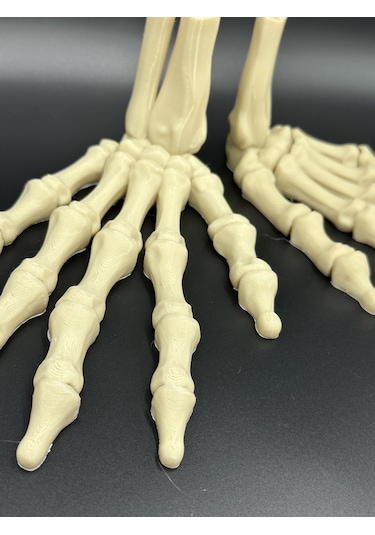 Anatomi- Çift Iskelet El / Sağ Ve Sol