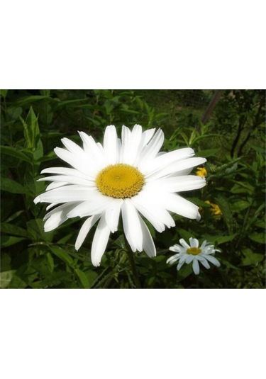 Süper Paket 150 Adet Tohum İthal Dev Papatya Tohumu Alaska Papatyası