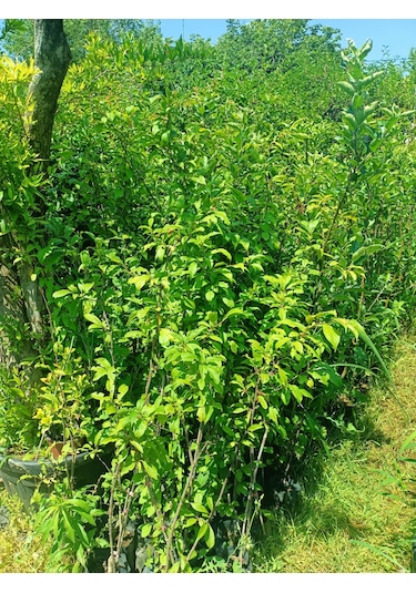 Yeşil Deniz Fidancılık Tüplü Can Erik Fidanı 100-150 Cm