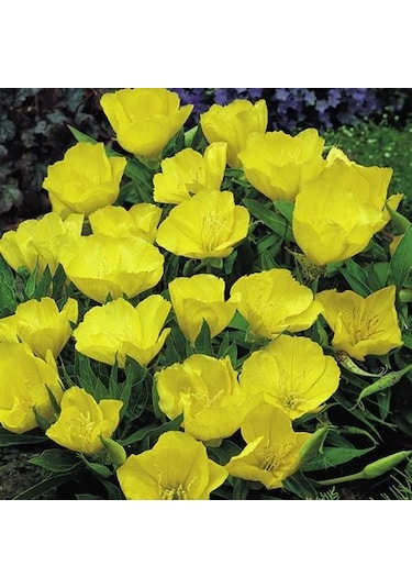 Eko Paket 125 Tohum Ezan Çiçeği Tohumu Çiçek Tohumu Gece Mumu