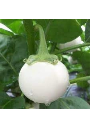 100 Adet Tohum Nadir Bulunan Beyaz Dolmalık Patlıcan Saksı Topra