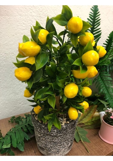 Nadir Ithal Bodur Saksılık Hint Limon Ağacı Tohumu 3 Tohum
