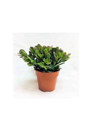 Para Çiçeği Fidanı Sukulent 10-20 Cm