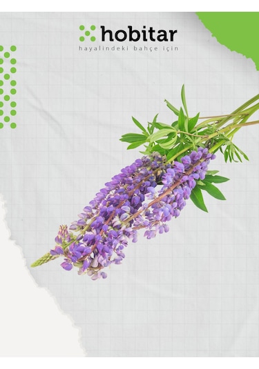 Hobitar Acı Bakla Lüpen Çiçek Tohumu 80 Adet